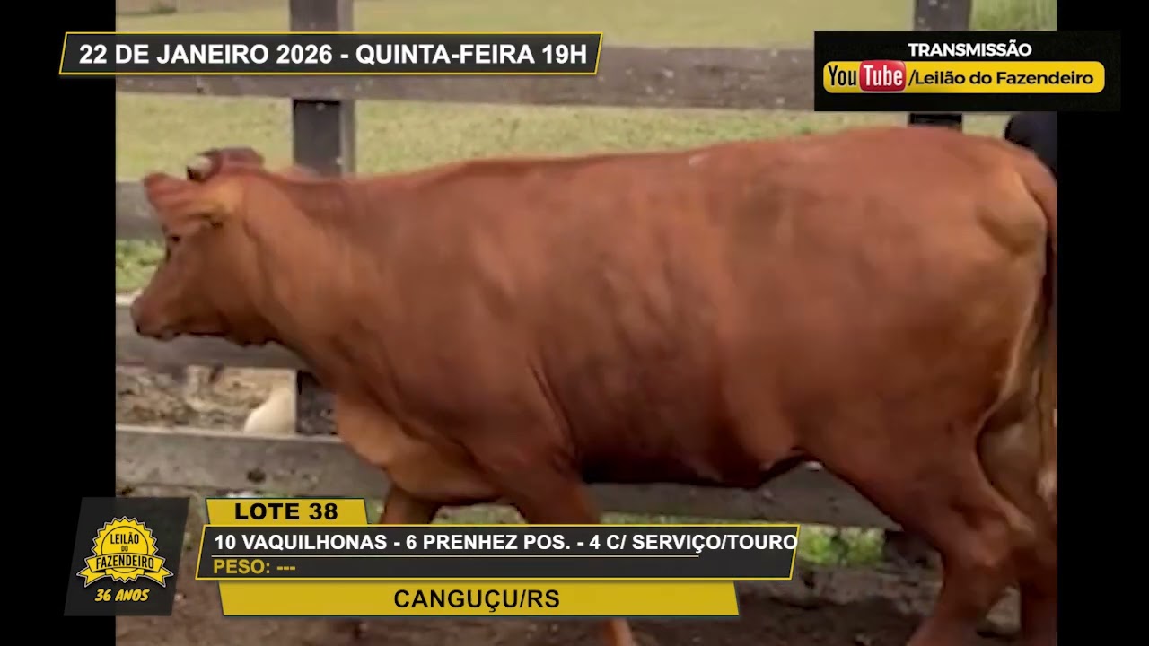 LOTE 38