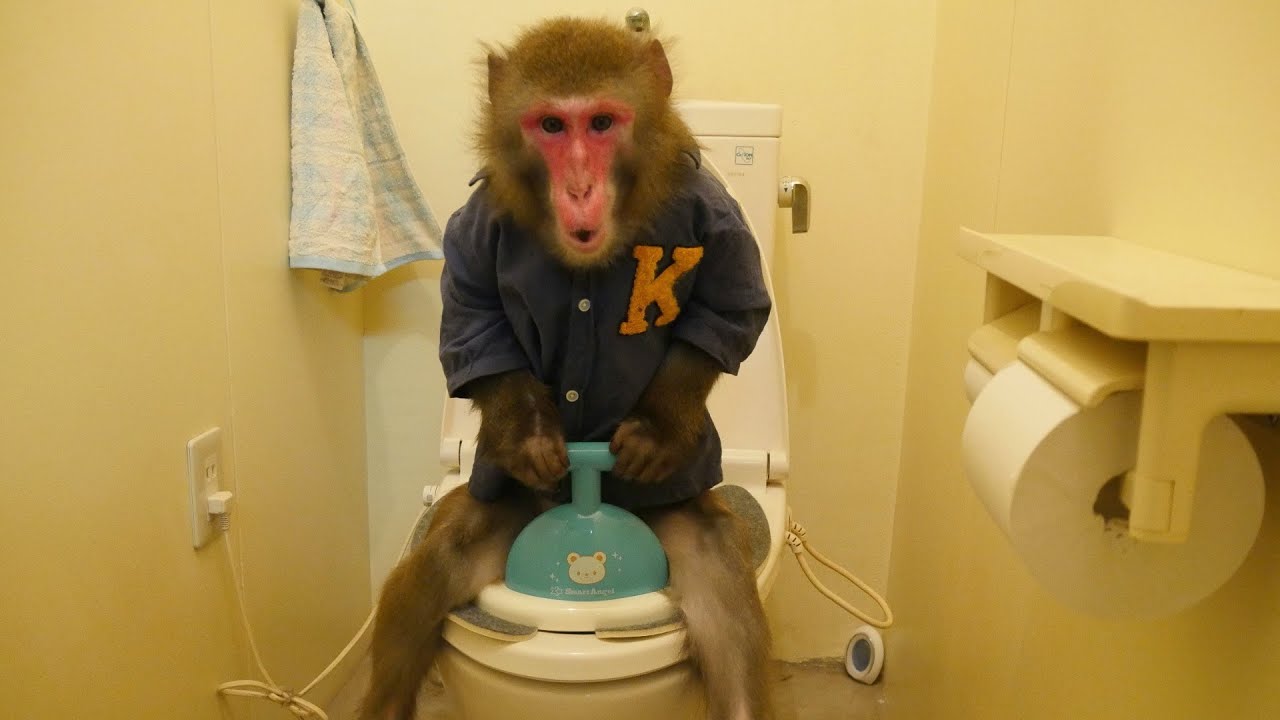 我が家のお猿さんの「トイレトレーニング」についてお話しします。