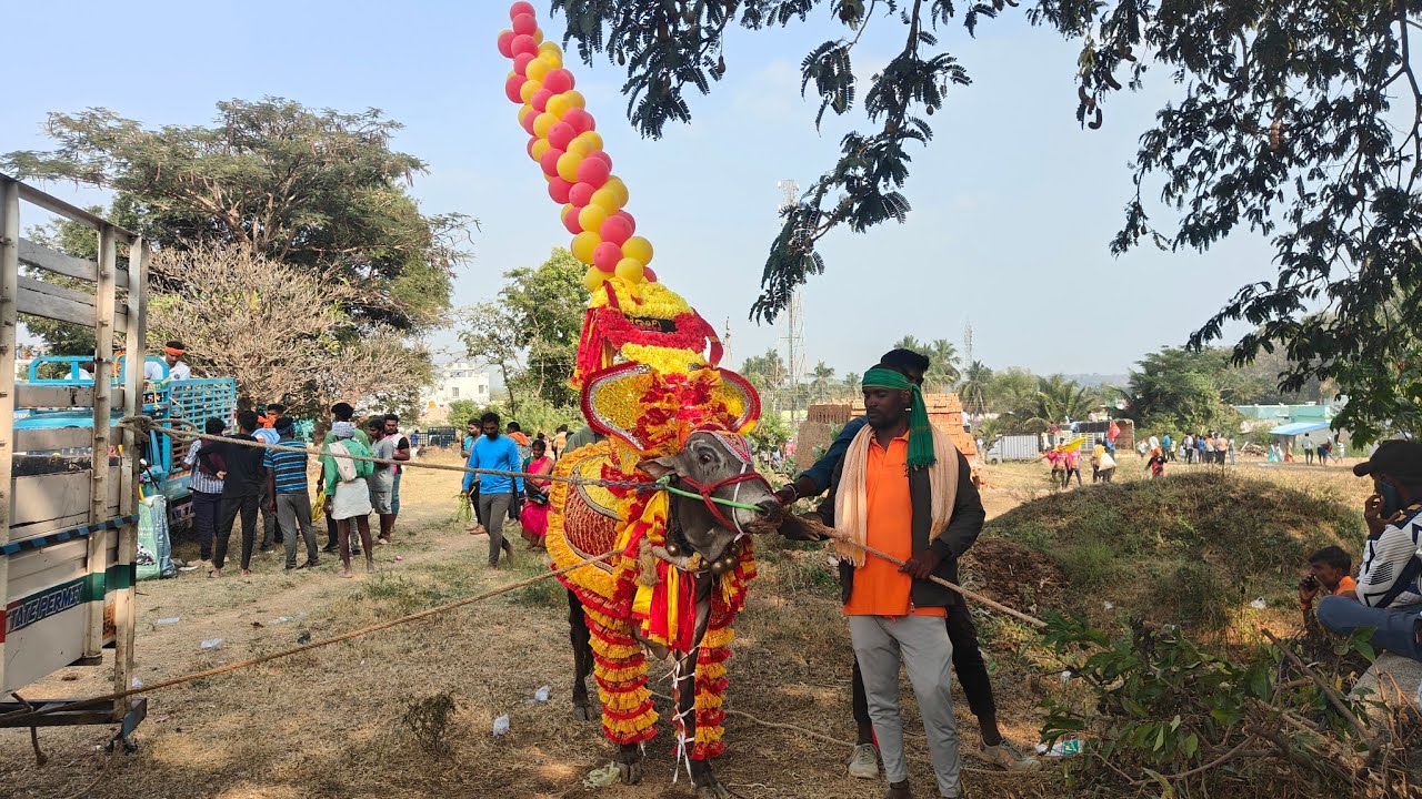 gudipalli  bull 🐂 festival full video #kuppam #new #tranding #2026 #festival #jalikattu #chittoor 