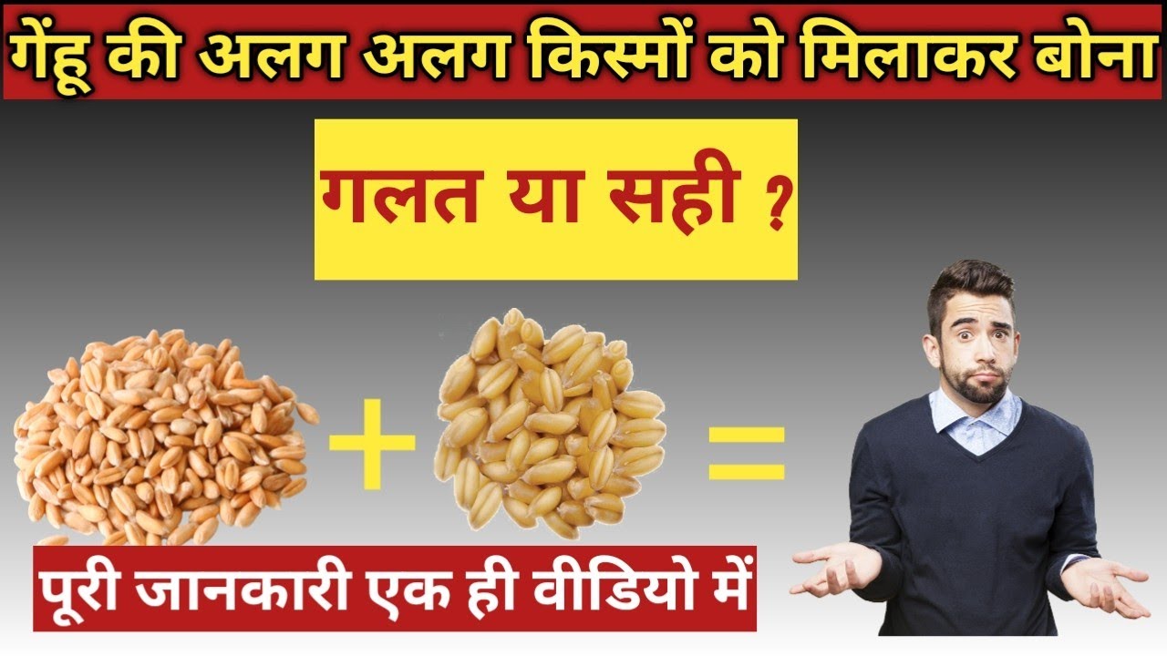 गेंहू की अलग अलग किस्मों को मिलाकर बोने का सही तरीका genhu ki alag alag kismo ko milakar bona #genhu