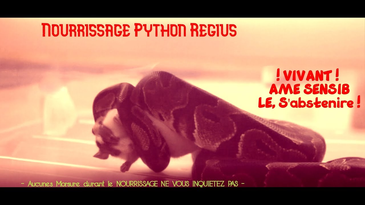 Nourrissage Python Regius VIVANT