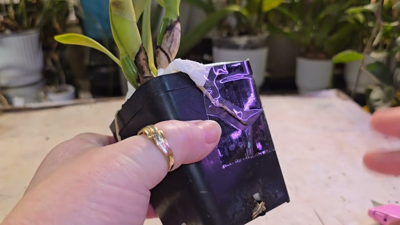 Orchid unboxing from Orchidsbythelake.com 