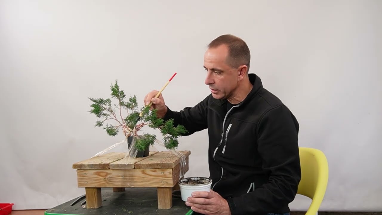 Sacando el máximo potencial a material humilde para bonsai