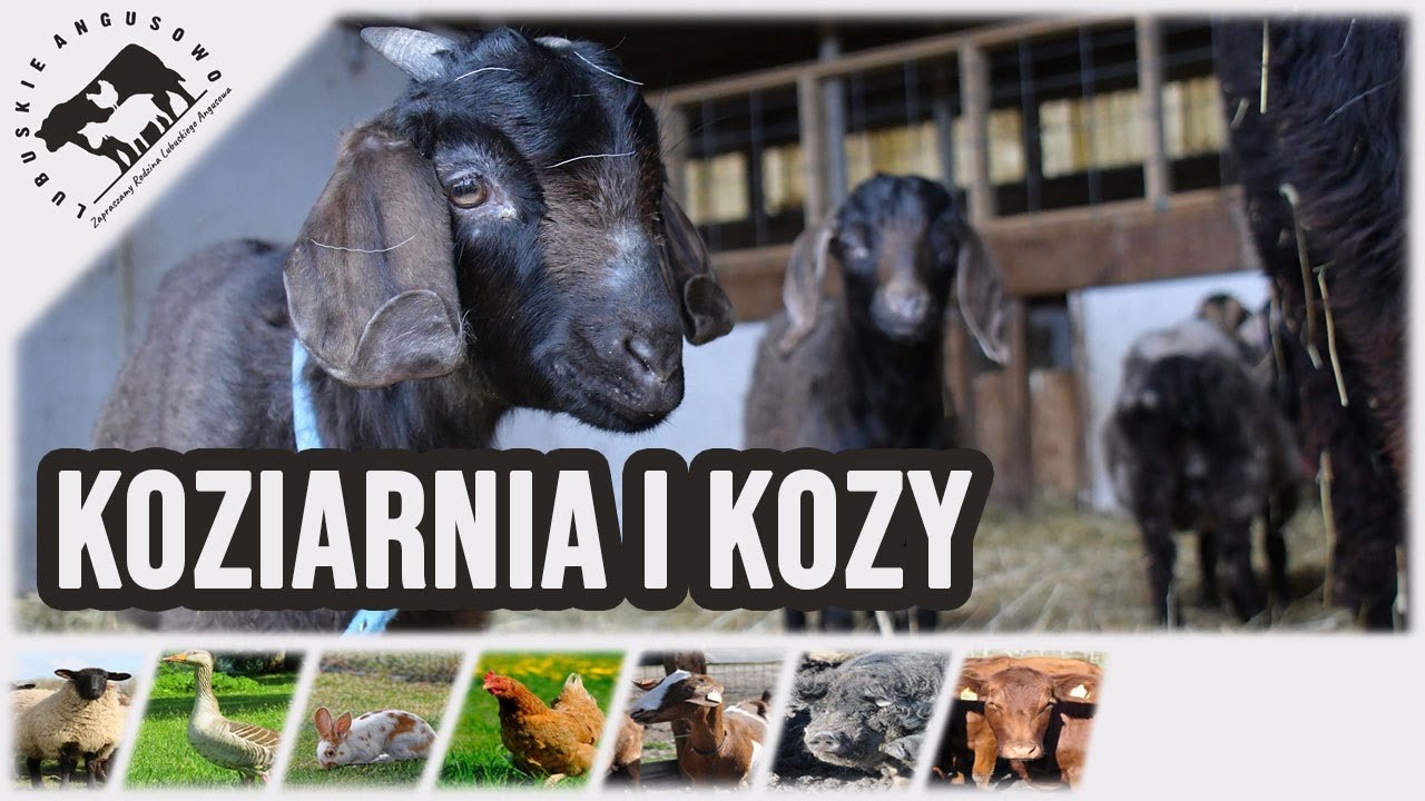 Lubuskie Angusowo - Koziarnia i Kozy