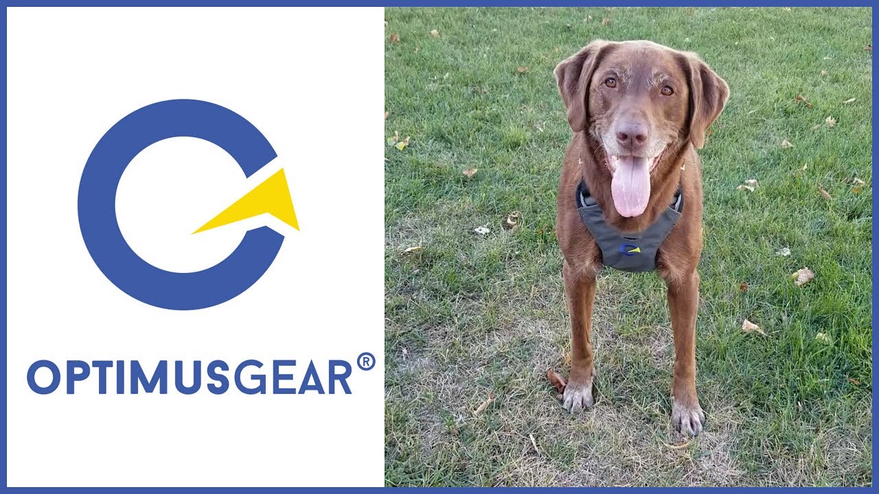 Optimus Gear's Revolutionary Defender Harness (Dog Seat Belt)