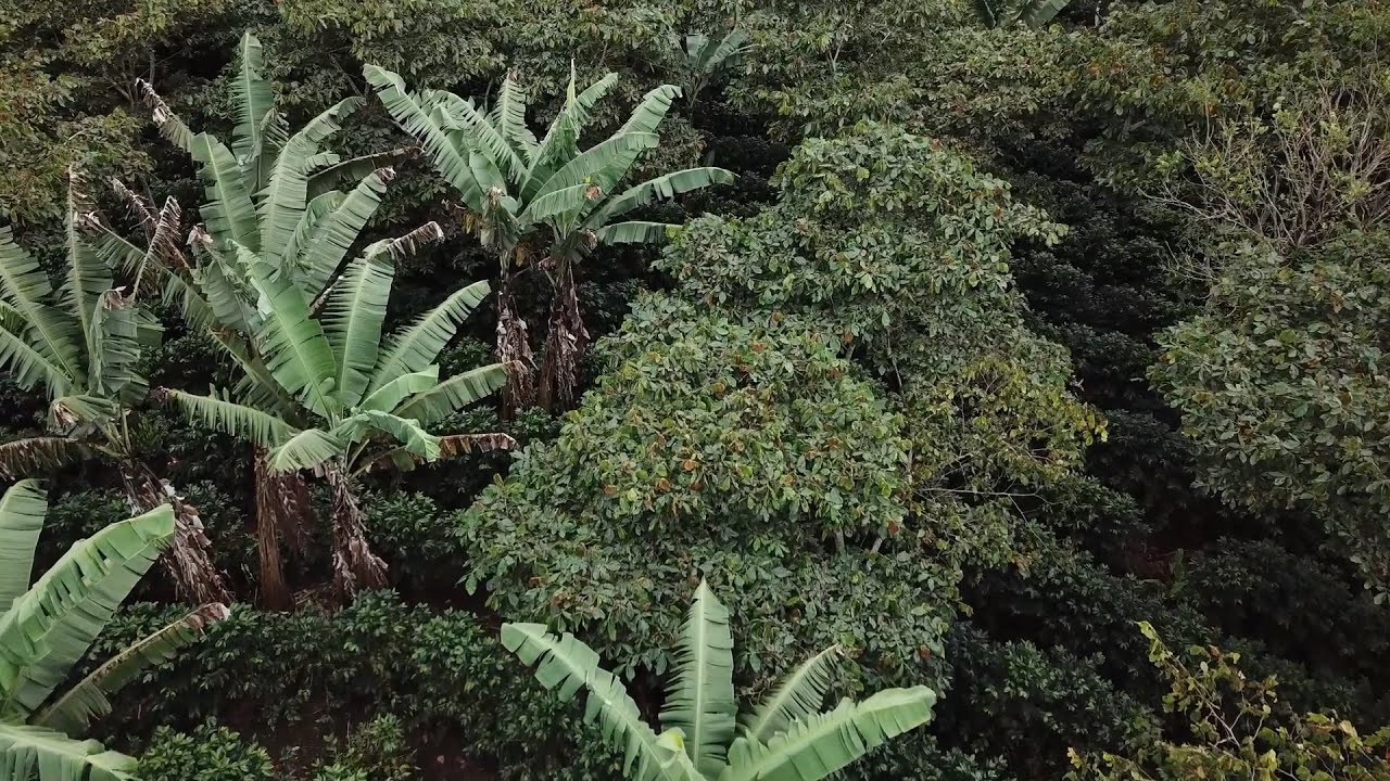 Finca LA MISERICORDIA, Cuna del Cafe Altura, Jinotega, Nicaragua (Version corta 3)