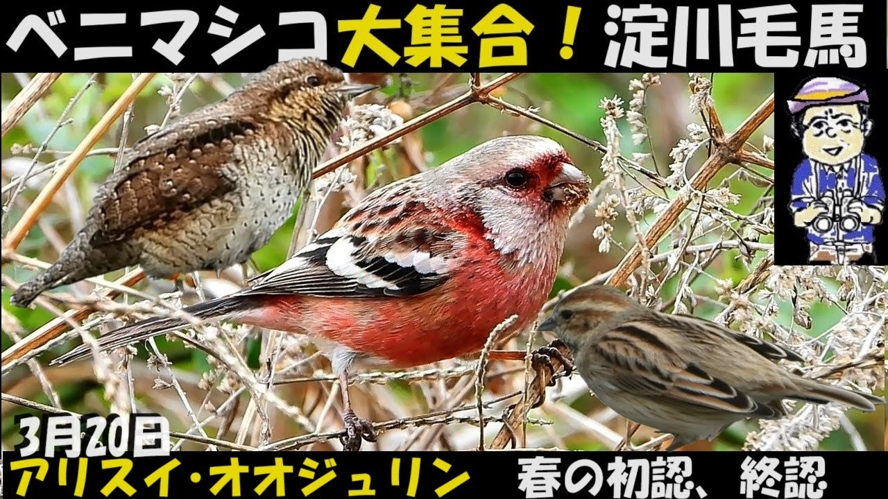 恐るべし！ベニマシコ乱舞、飛びまわるアリスイ、大阪淀川毛馬、観察のポイント、はしりもの、終わりもの、珍しもの、変わりものの4点、うっちー探検発見ほっとけん、Japanese Wild Birds