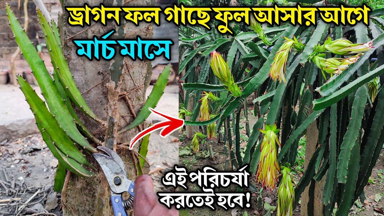 March মাসে ড্রাগন ফল গাছের এই পরিচর্যা করতেই হবে | ড্রাগন ফল চাষ পদ্ধতি | Dragon fruit Plant Care