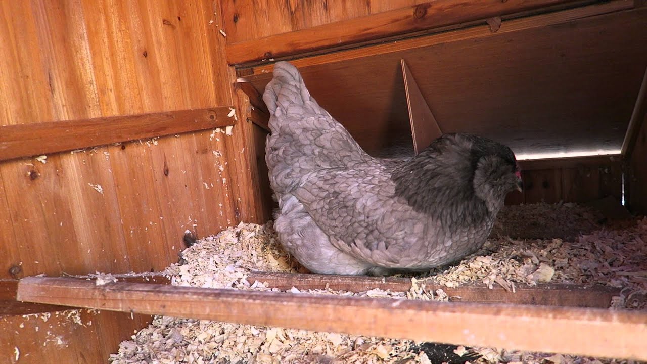 What a Chicken Does BEFORE she Lays an Egg.