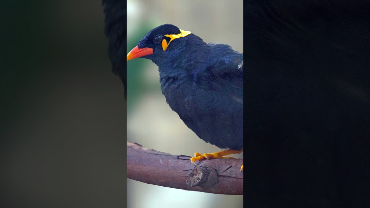 The Beo Bird: A Vocal Virtuoso of the Tropics