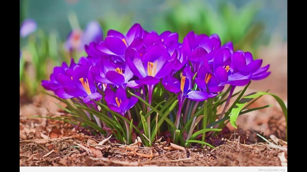 보라색 크로커스 꽃, 일곱 개의 릴라 호수, 불가리아