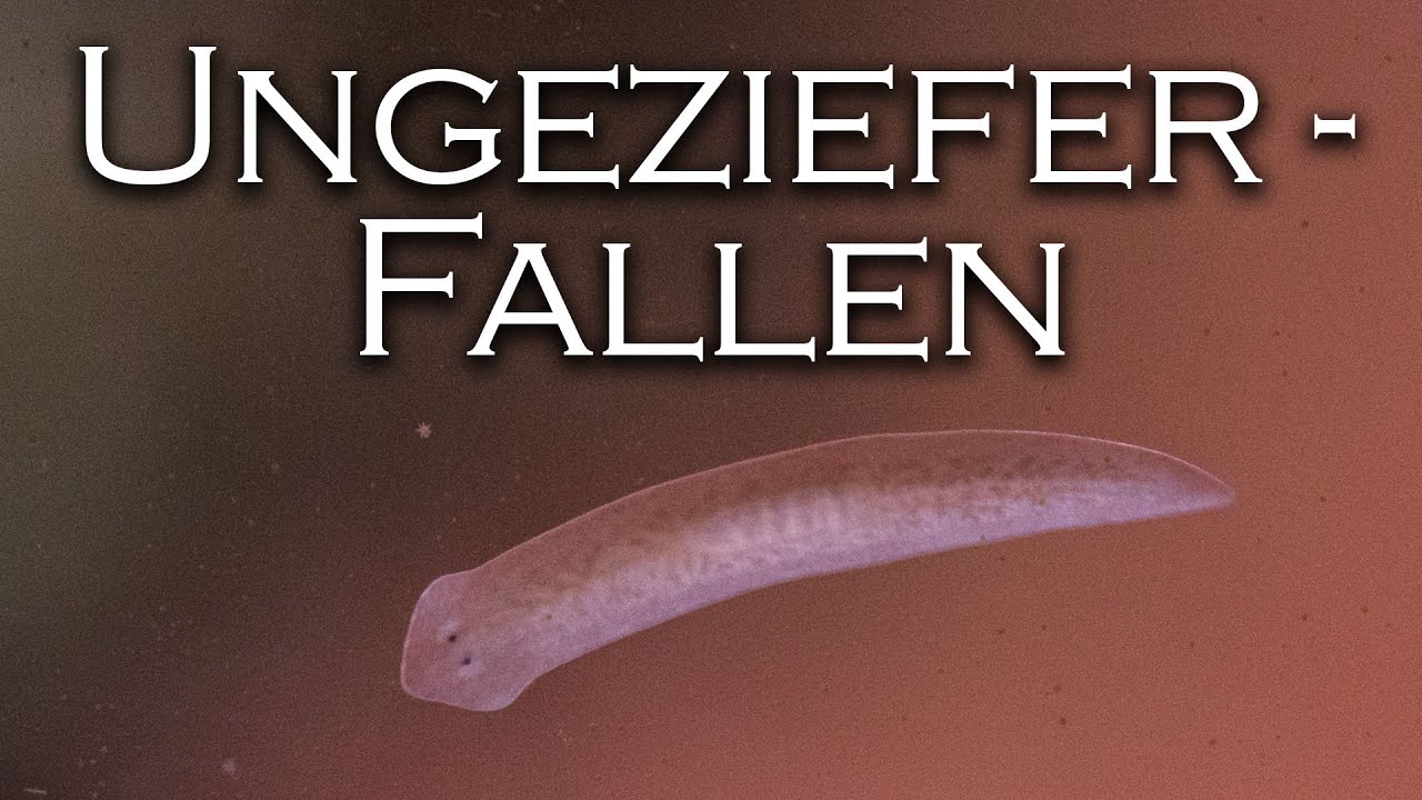 Begleitfauna loswerden ohne Chemie - Schnecken- und Planarien-Fallen | Aquado-Zoo Dortmund