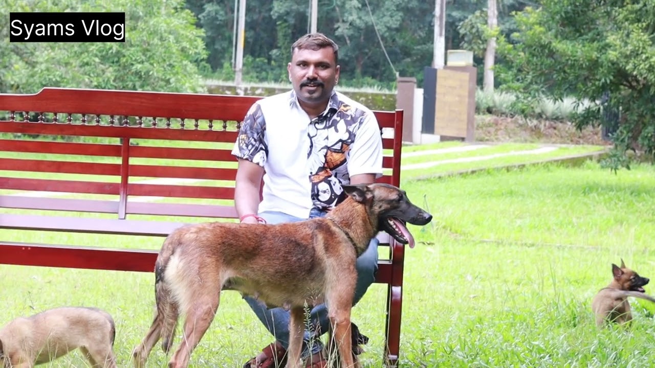 കുറഞ്ഞ വിലയിൽ Belgian Malinois നായക്കുട്ടികൾ