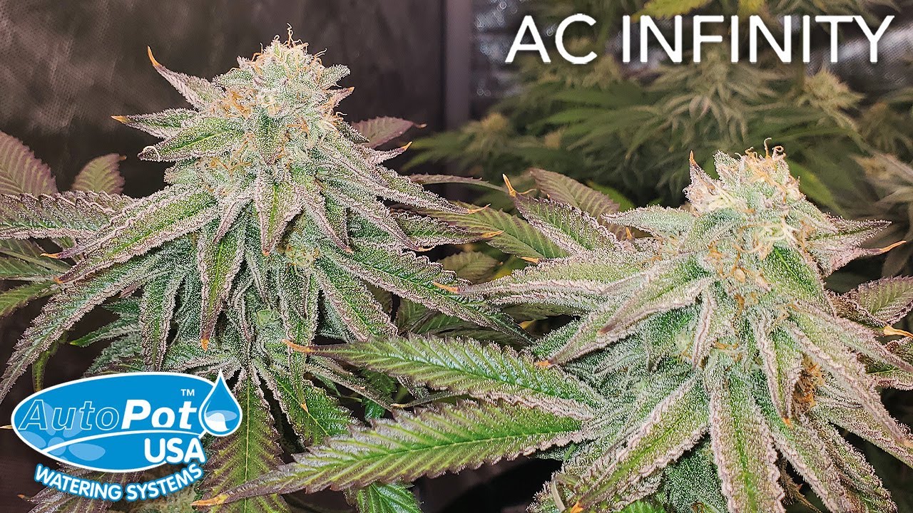 HARVEST DAY!!! Square1 Genetics Wedding Cake x Banana Butter Cups - The Infinity Grow: S2 EP6