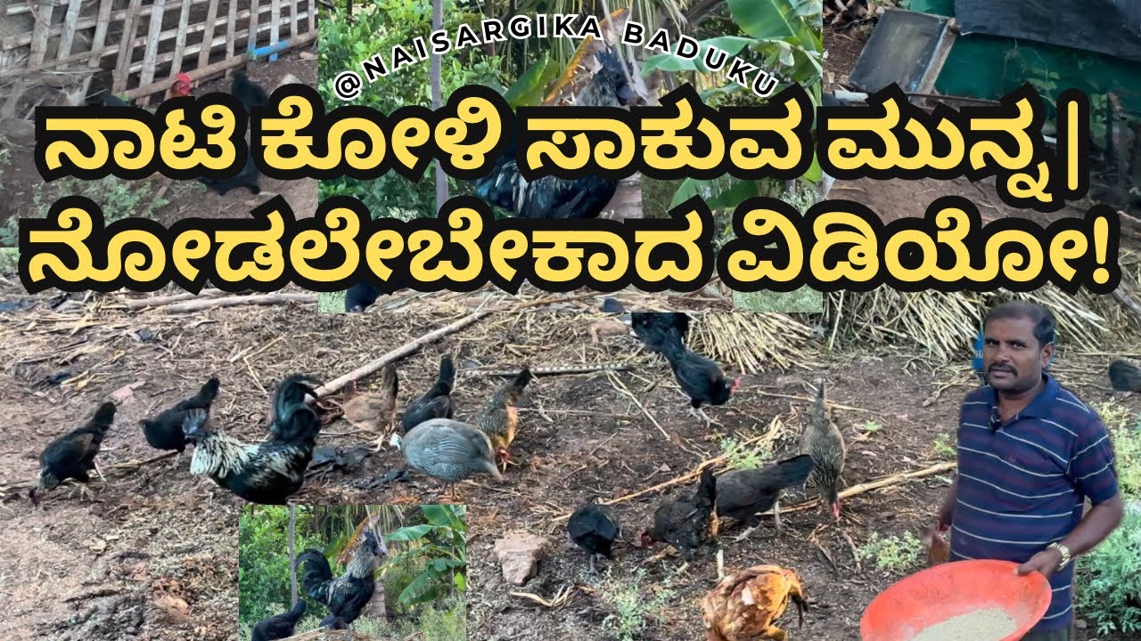 ನಾಟಿ ಕೋಳಿ ಸಾಕುವ ಮುನ್ನ ನೋಡಲೇಬೇಕಾದ ವಿಡಿಯೋ | ನಾಟಿ ಕೋಳಿ ಸಾಕಾಣಿಕೆ | Desi Poultry Farm #natikoli 🇮🇳💛❤️
