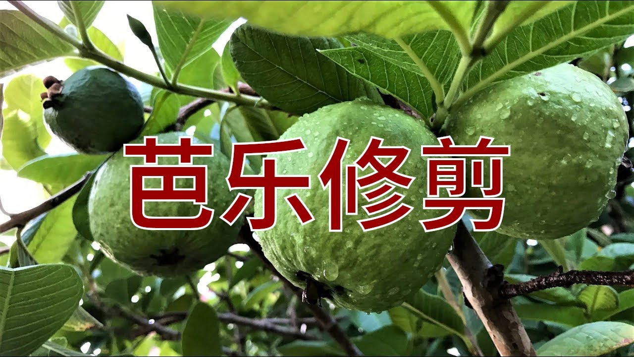15集：芭乐修剪：打造完美果园的秘诀