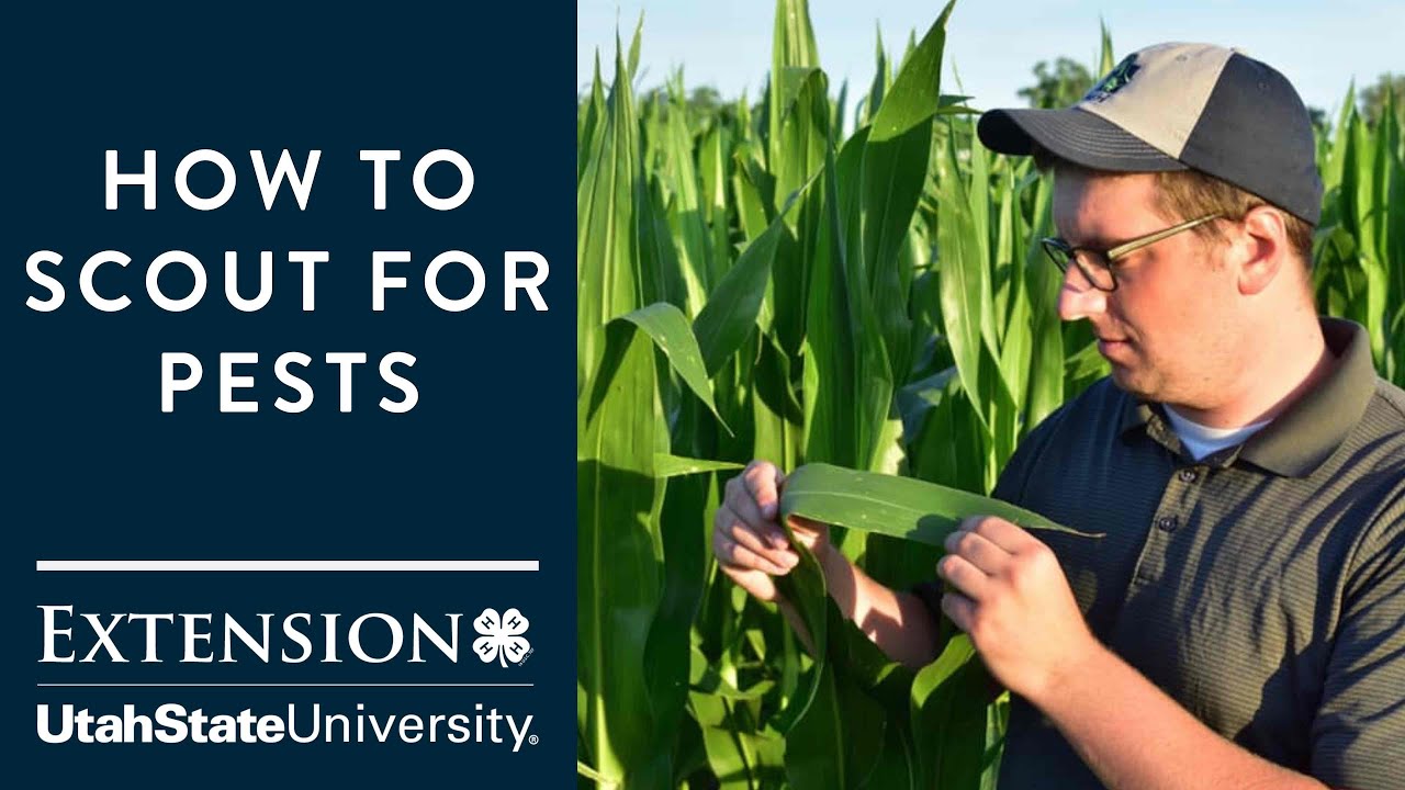 How to Scout your Garden for Pests
