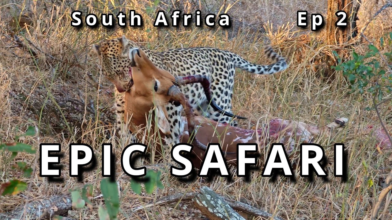 South Africa Safari Dream – Up Close with Leopards, Lions, Hyenas & Elephants