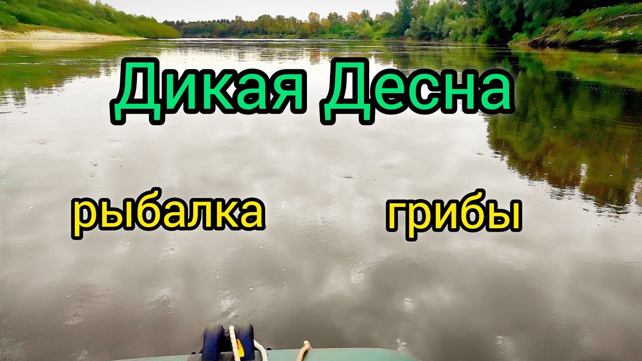 Рыбалка на Десне, крутой отдых, красивая природа