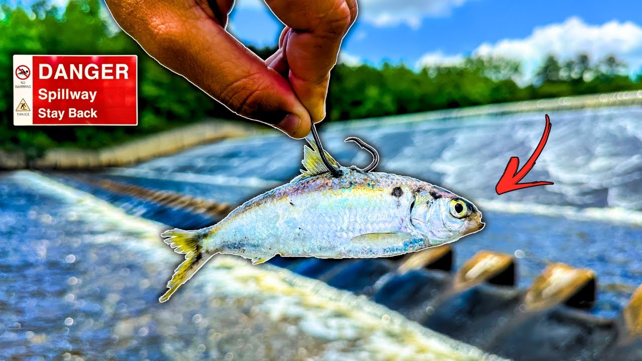 Fishing HIDDEN Spillways LOADED w/ Big Fish!!