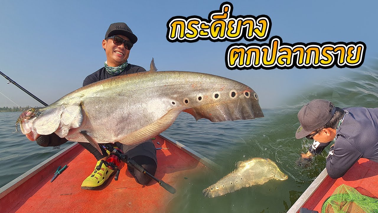 ตกปลากรายด้วยเหยื่อกระดี่ Vibration ชัยภูมิ Spotted Featherback Fish