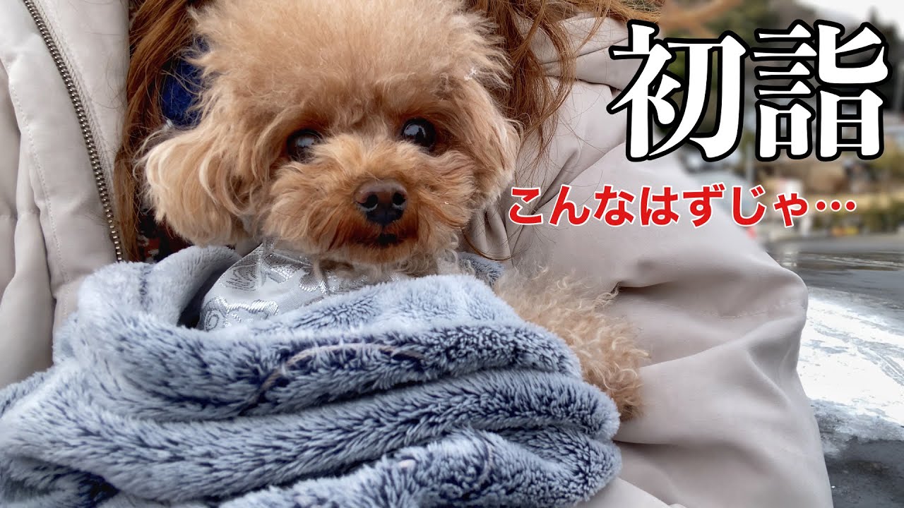 新年早々、初詣でまさかの事態が発生して強制帰宅に…