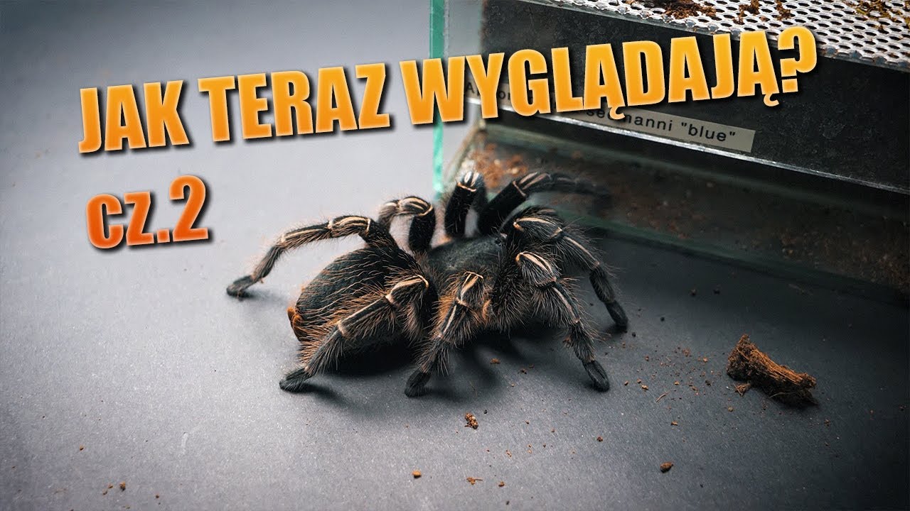 #107 Przegląd ptaszników, które wyliniały cz. 2