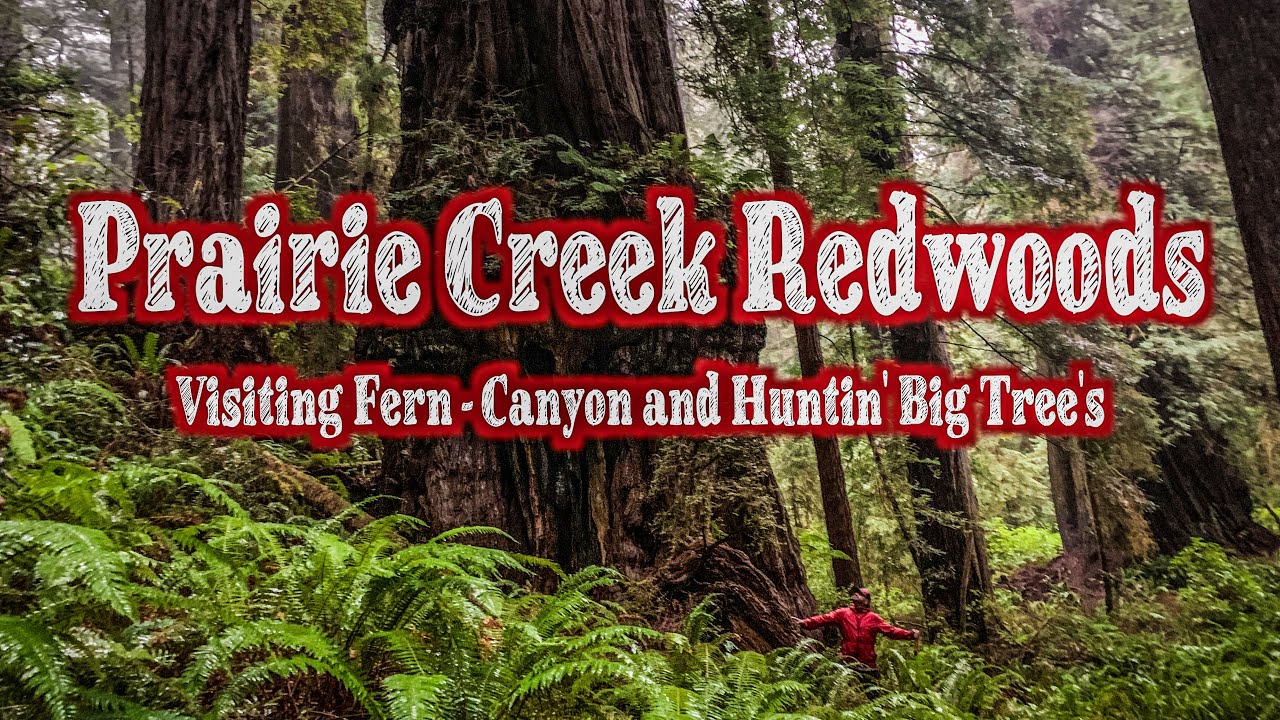 Fern Canyon and Big Trees Hunting | Prairie Creek Redwoods State Park  4K