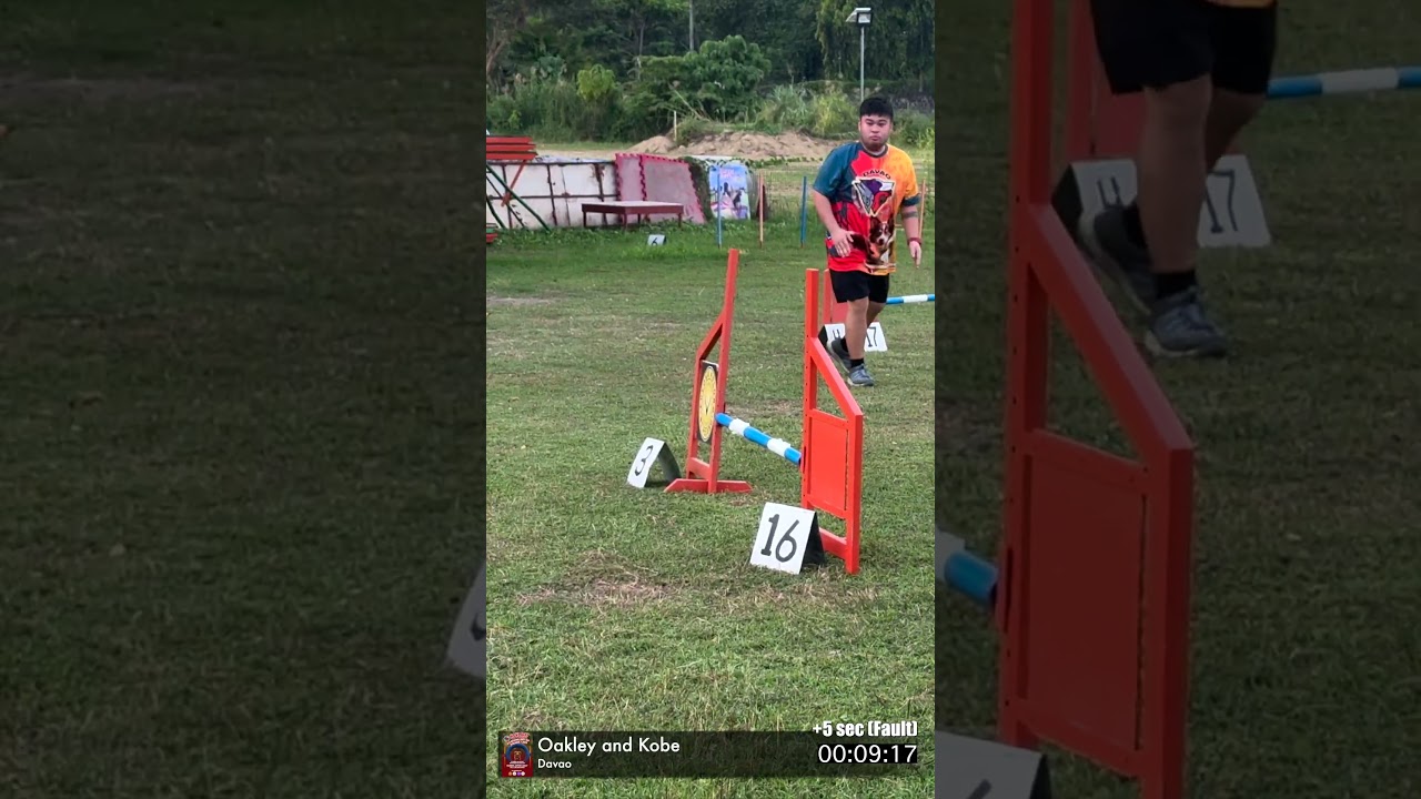 Mini Schnauzer DOG AGILITY
