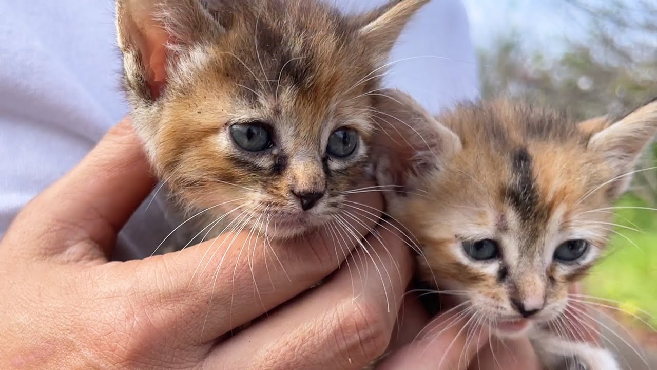 神社で捨てられた子猫を2匹発見。お家で初めてのご飯を食べさせようとしたけど…