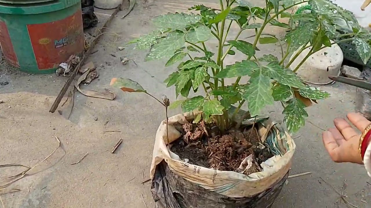 ঘরে টমেটো চাষ এর সহজ উপায়