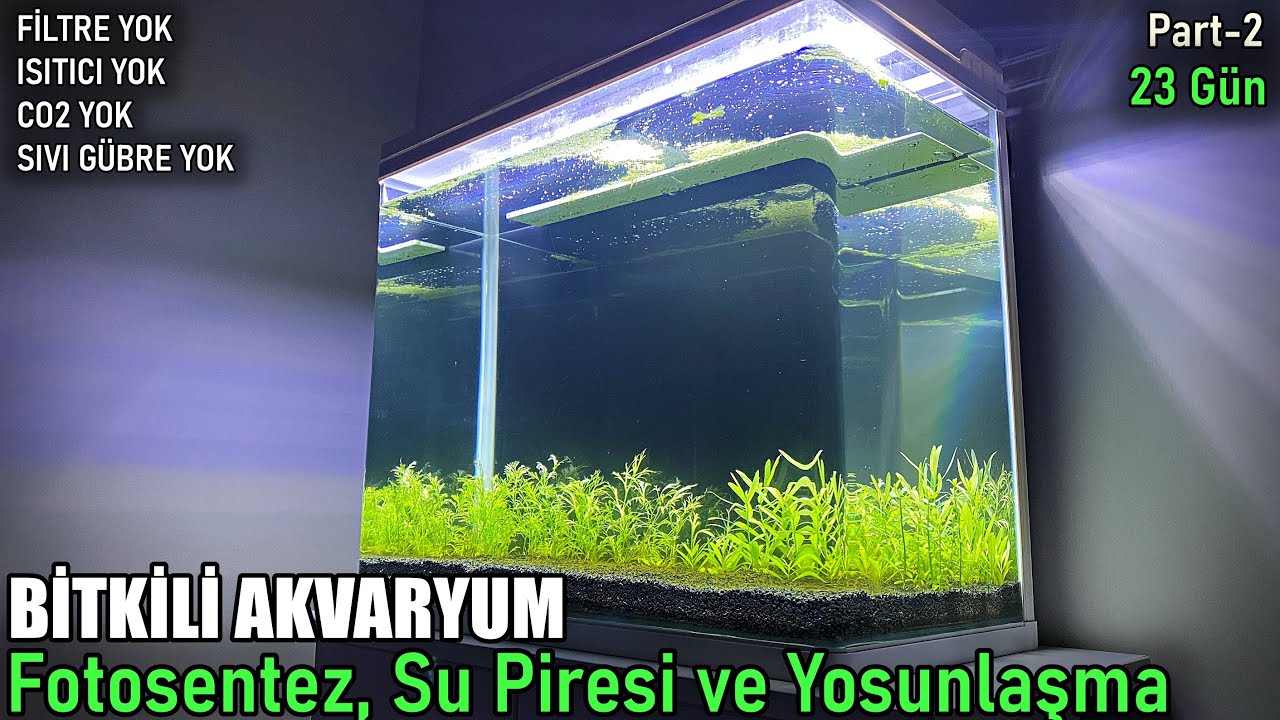 Bitkili Akvaryum - Fotosentez, Su Piresi ve Yosunlaşma - CO2, Filtre, Isıtıcı YOK - Part-2