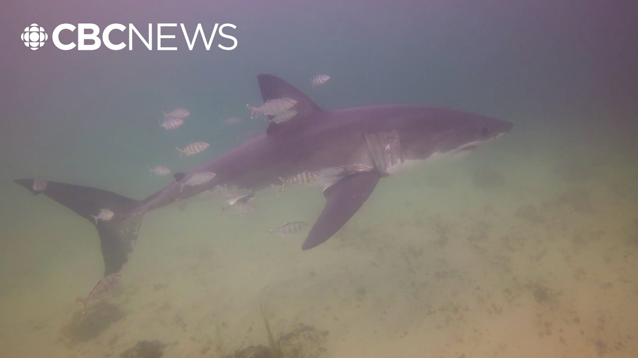 Divers come face to face with great white shark off Nova Scotia