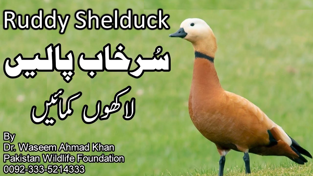Kya Ap Nay Surkhab Daikha Hai | Surkhab Farming Business | Surkhab K Par Kyun Mashoor Hain