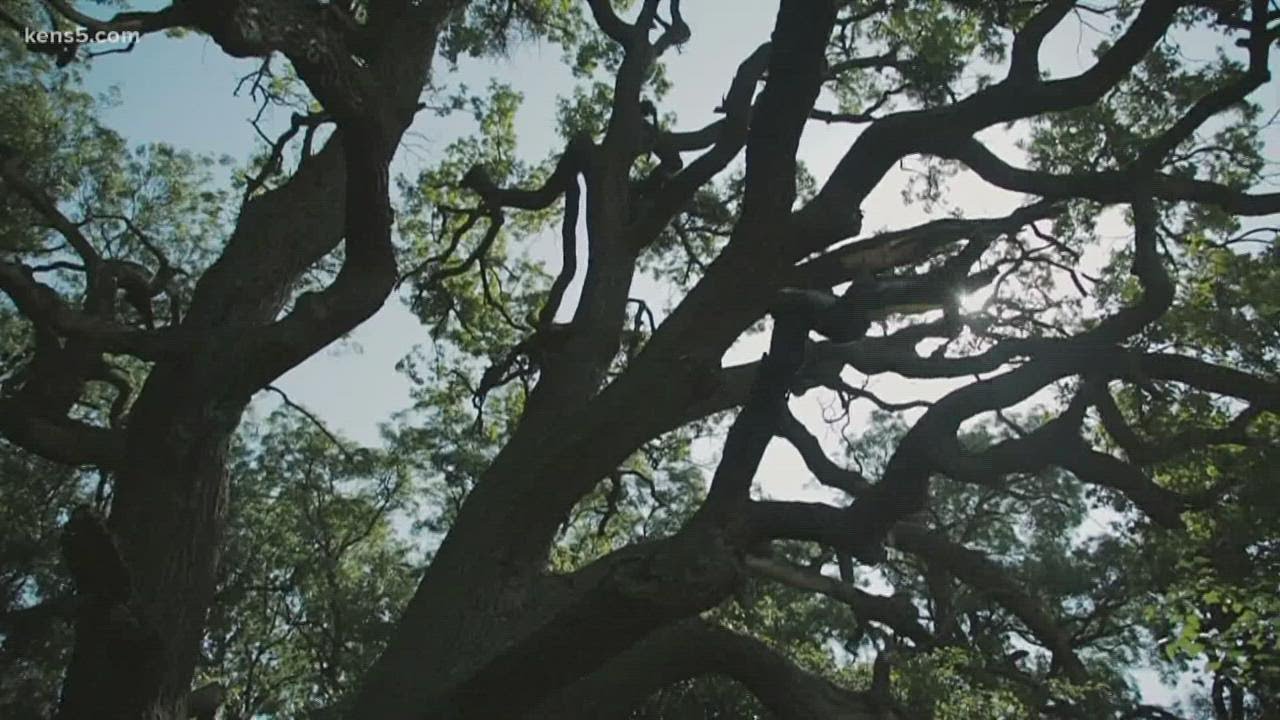 Verify: Is it true that it could take months to develop allergies to oak and other native Texas tree