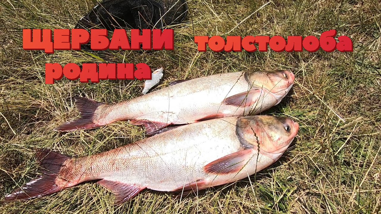ЩЕРБАНИ ... Новая снасть на толстолоба со дна