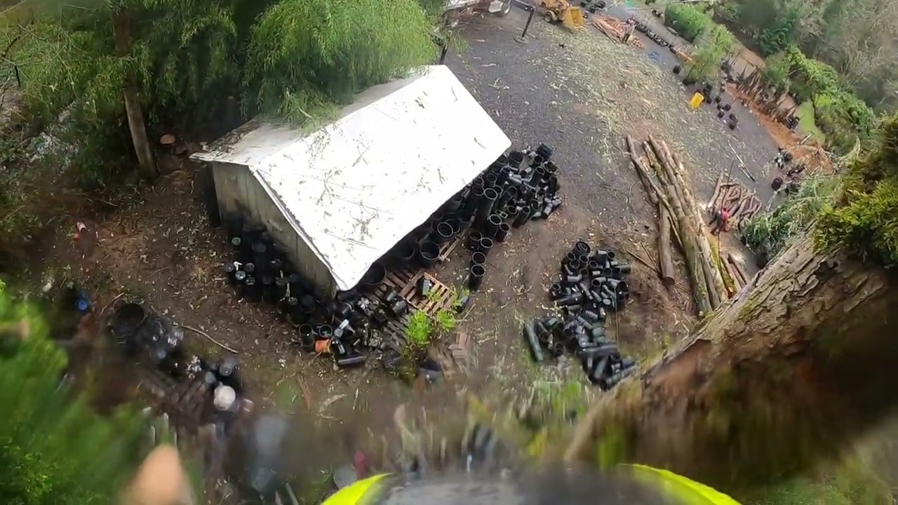 Dead Elm trees/climbing and crane picking in the rain/raw footage. #hazardtrees #arborist 