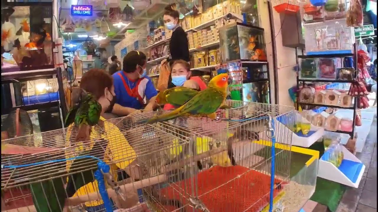 Walking Street Chatuchak ( Pet Zone ) Bangkok Thailand MAY 2022