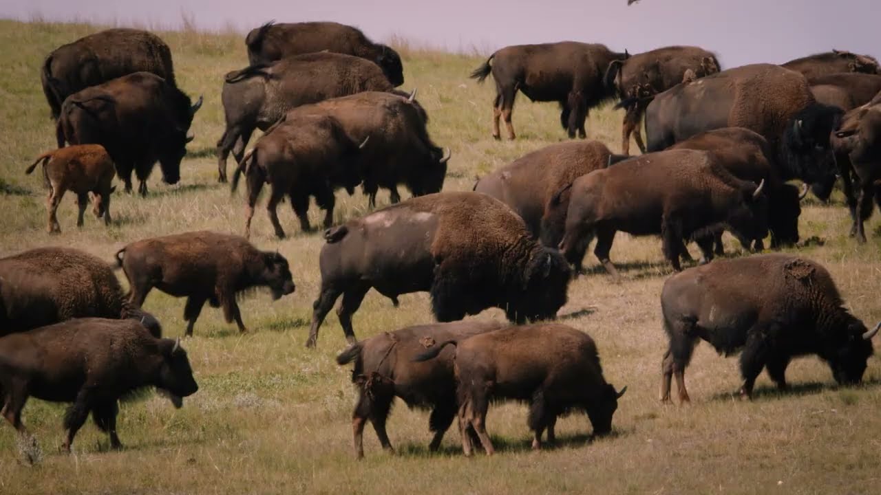 Singing Back the Buffalo (2024) - Trailer