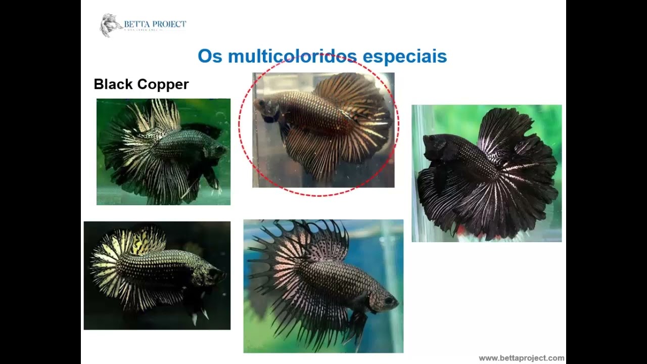 Linhagens de Bettas Black Orchid, Black Copper e Red Gold: características técnicas