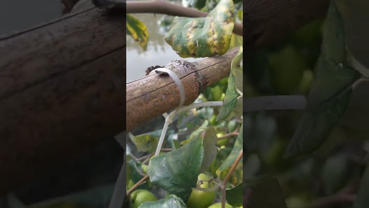 Ra vườn hái táo của bố . Cây táo thì còn mà bố thì đã đi rất xa . Vừa hái táo vừa đau quặn lòng .