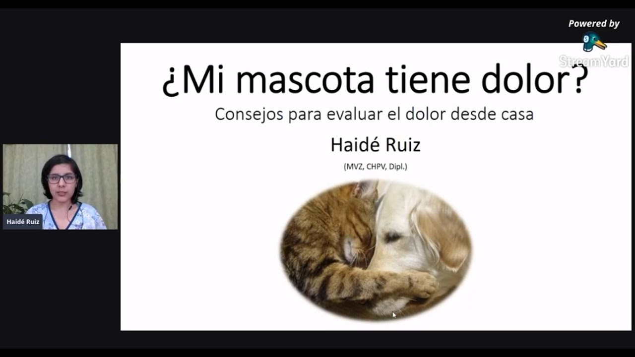 ¿Mi mascota tiene dolor?: Consejos para evaluar el dolor desde casa