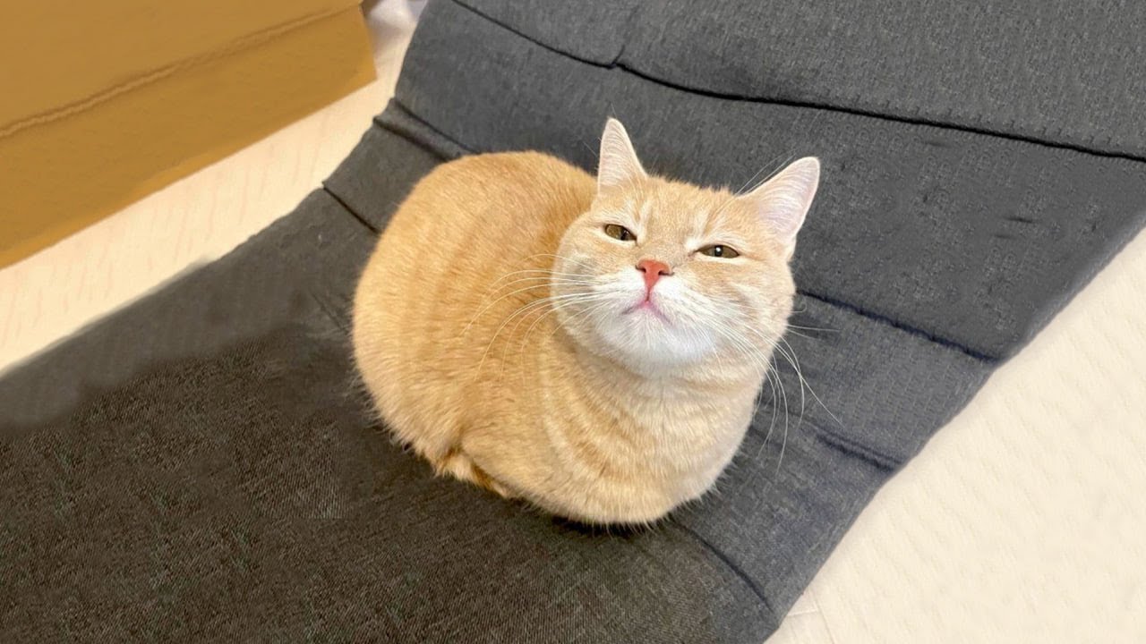 Try Not To Laugh 🤣 New Funny Cats Video 😹  Part 14