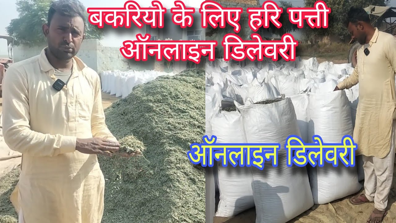 hari patti goat feed informetiv। हरि पत्ती बकरो का चारा