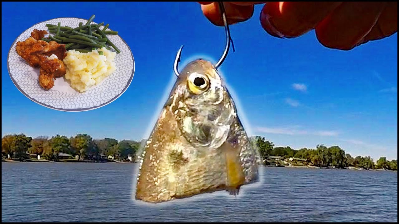 Fall Catfishing from the Bank CATCH and COOK! (Catfish Dinner)