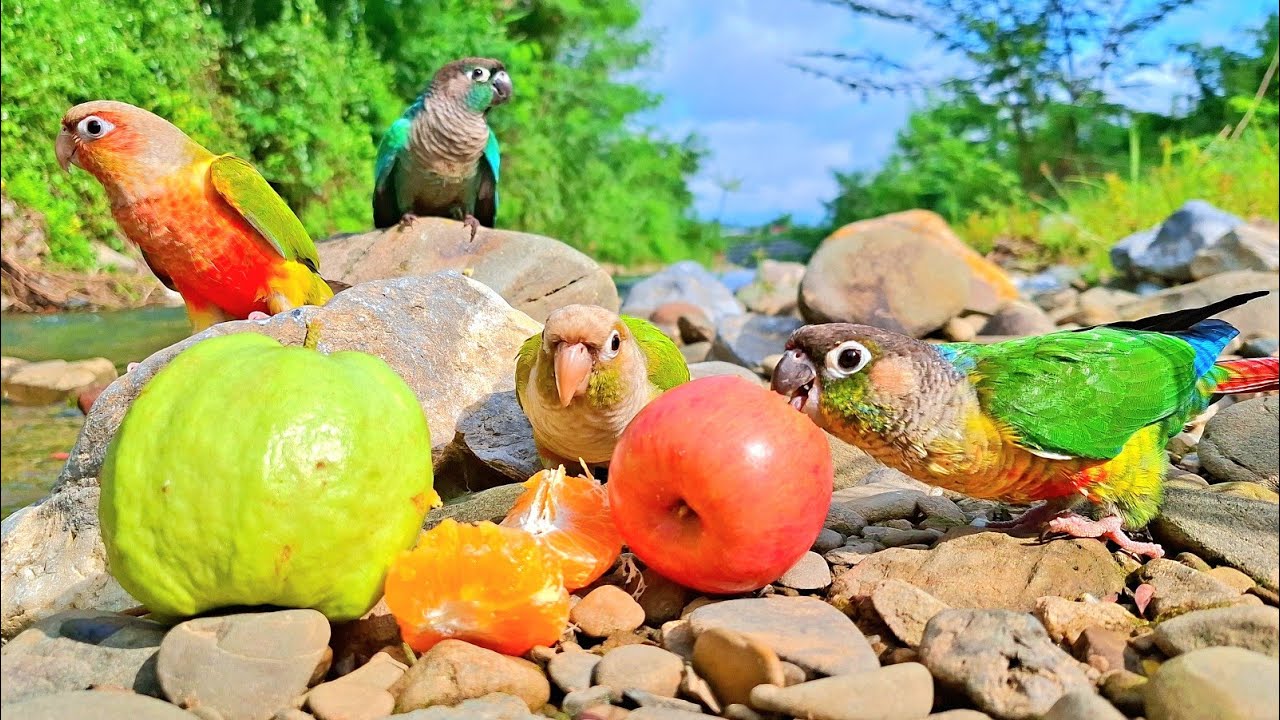 There are a lot of fruits in the forest. We will eat them all : Green cheek conure parrot sounds.
