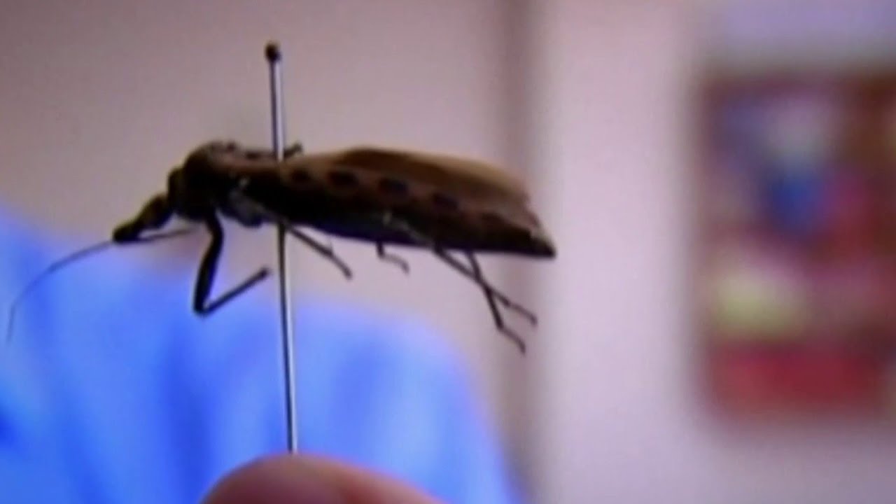 Good Health: Officials issue warning on disease from Kissing Bug