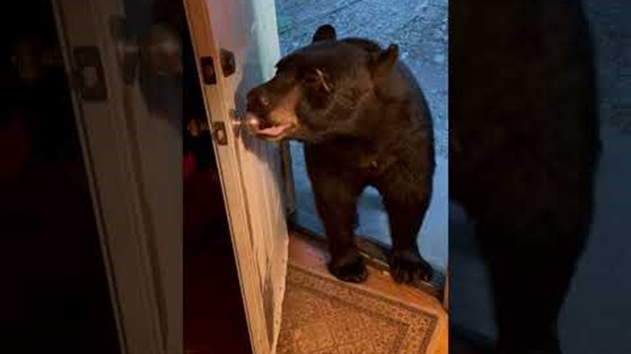Black Bear Closing Door Likes to Fool Around || ViralHog
