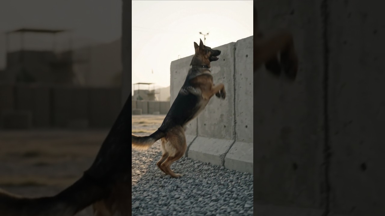 Shabash Sheru! 🐕 Pak Army Dog Training 🔥#viral #shorts #trending