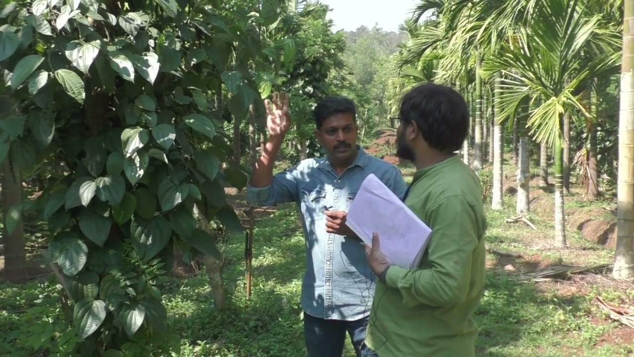 arecanut  planataion And Gliricidia pepper  Plantation